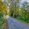 a road with trees on the side